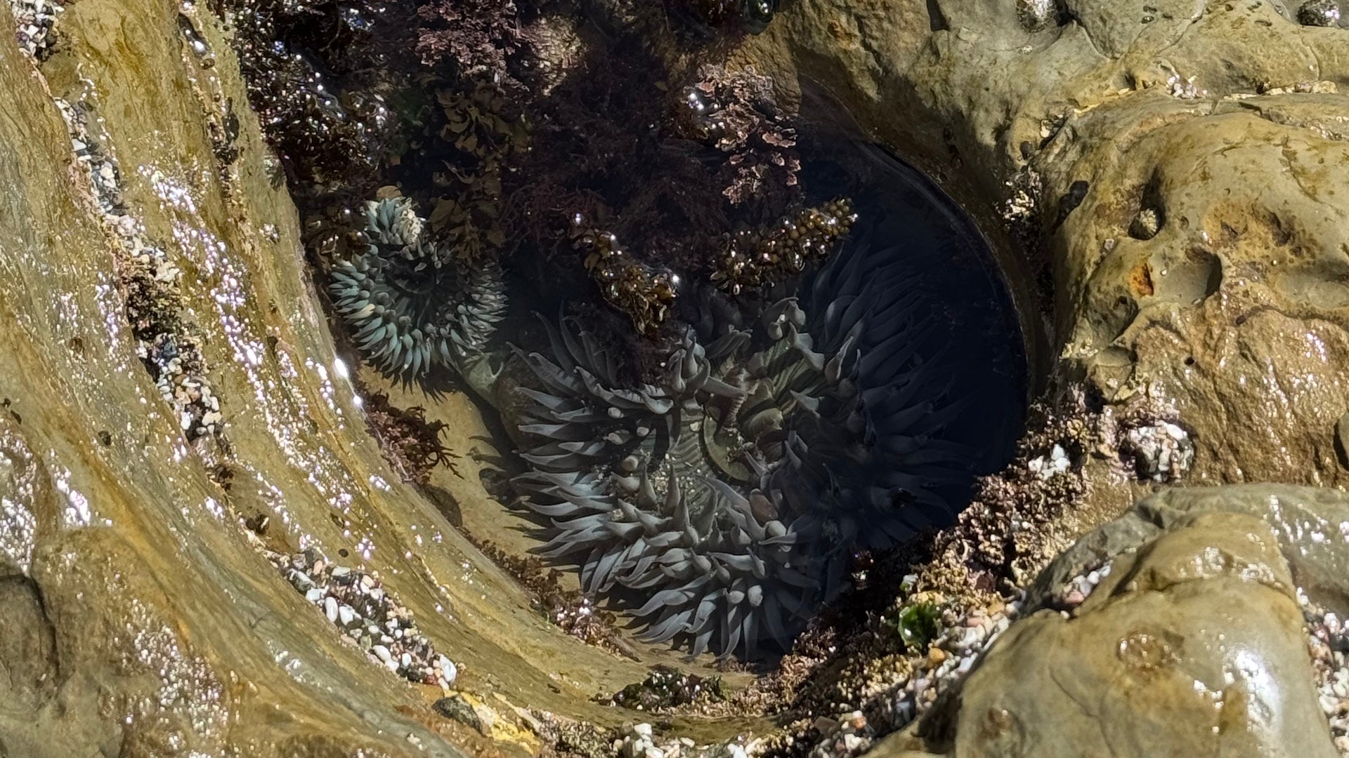 Tide pool in San Diego featuring sea anemones, barnacles, and marine algae nestled in coastal rock formations.